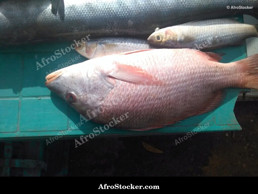 Fish Trade Local Market / Commerce de Poissons Marché Local | AfroStocker