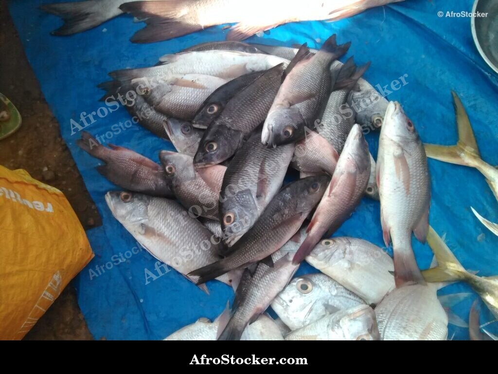 Fish Stall Village Market / Stand de Poissons Marché du Village | AfroStocker