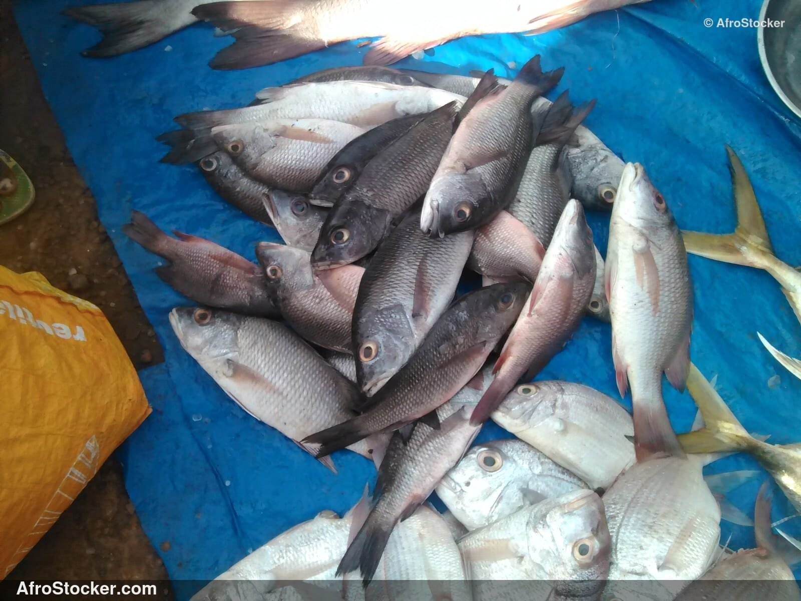 Fish Stall Village Market / Stand de Poissons Marché du Village | AfroStocker