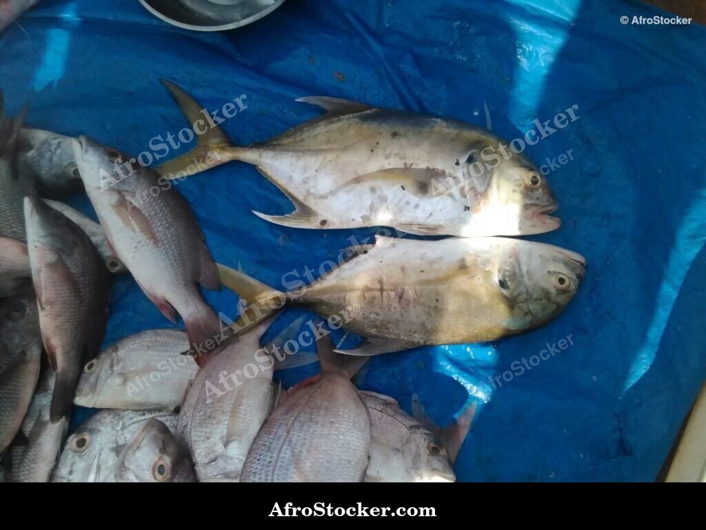 Fresh Fish Seaside Africa / Poissons Frais Afrique Côtière | AfroStocker