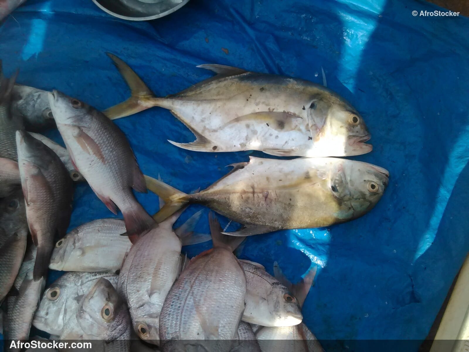 Fresh Fish Seaside Africa / Poissons Frais Afrique Côtière | AfroStocker