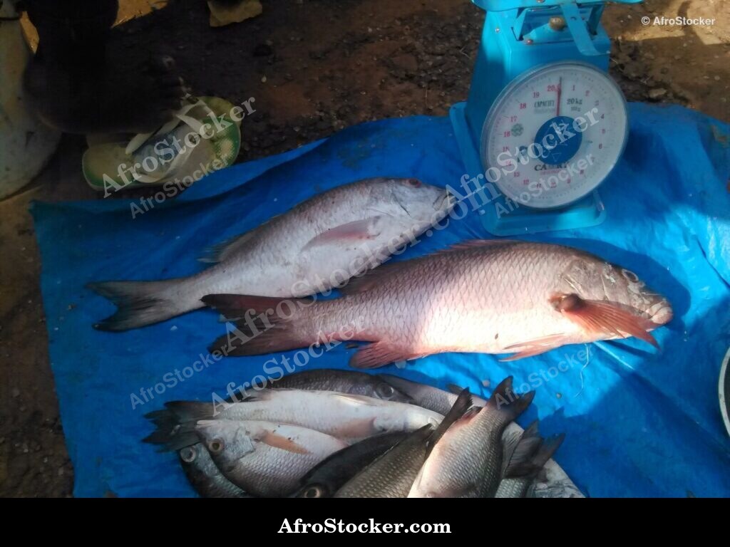 Fish Market Seaside Africa / Marché aux Poissons Afrique Côtière | AfroStocker