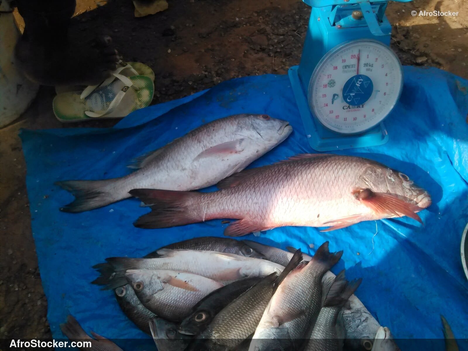 Fish Market Seaside Africa / Marché aux Poissons Afrique Côtière | AfroStocker