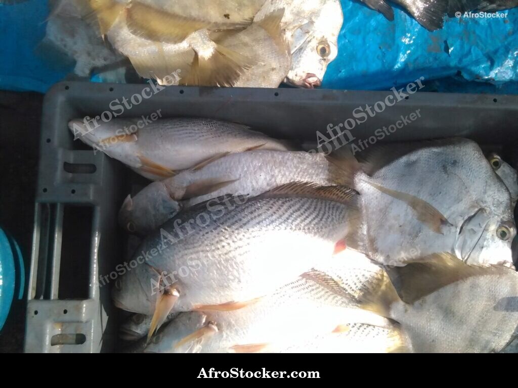 Fish Catch Traditional Africa / Pêche Afrique Traditionnelle | AfroStocker