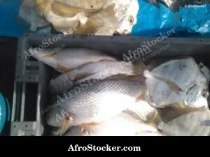 Fish Catch Traditional Africa - Village Scene