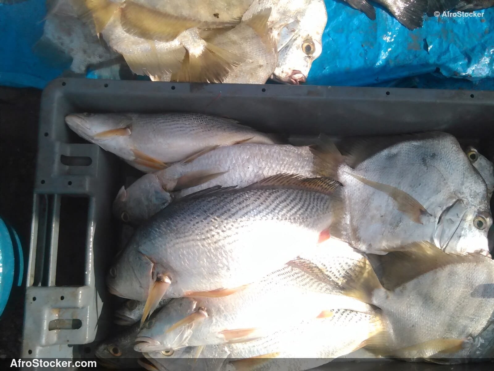 Fish Catch Traditional Africa / Pêche Afrique Traditionnelle | AfroStocker