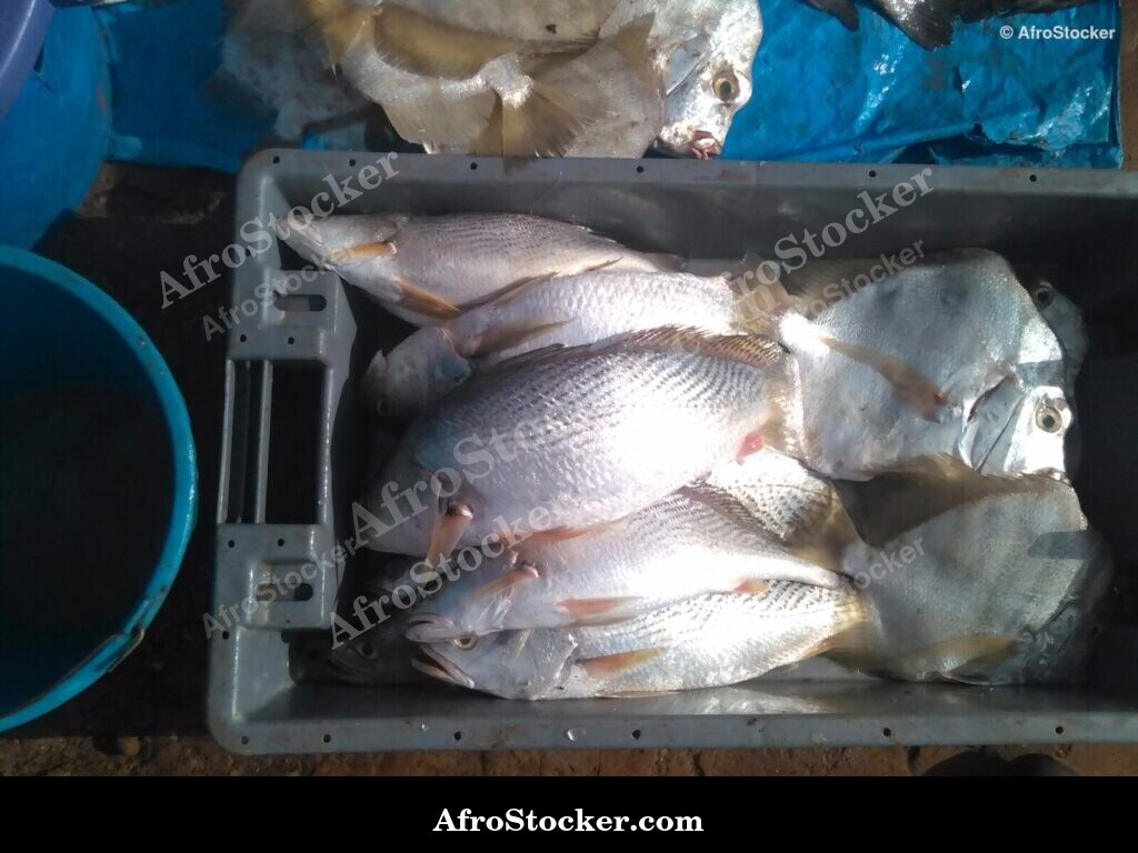 Fish Trade Traditional Africa / Commerce de Poissons Afrique Traditionnelle | AfroStocker