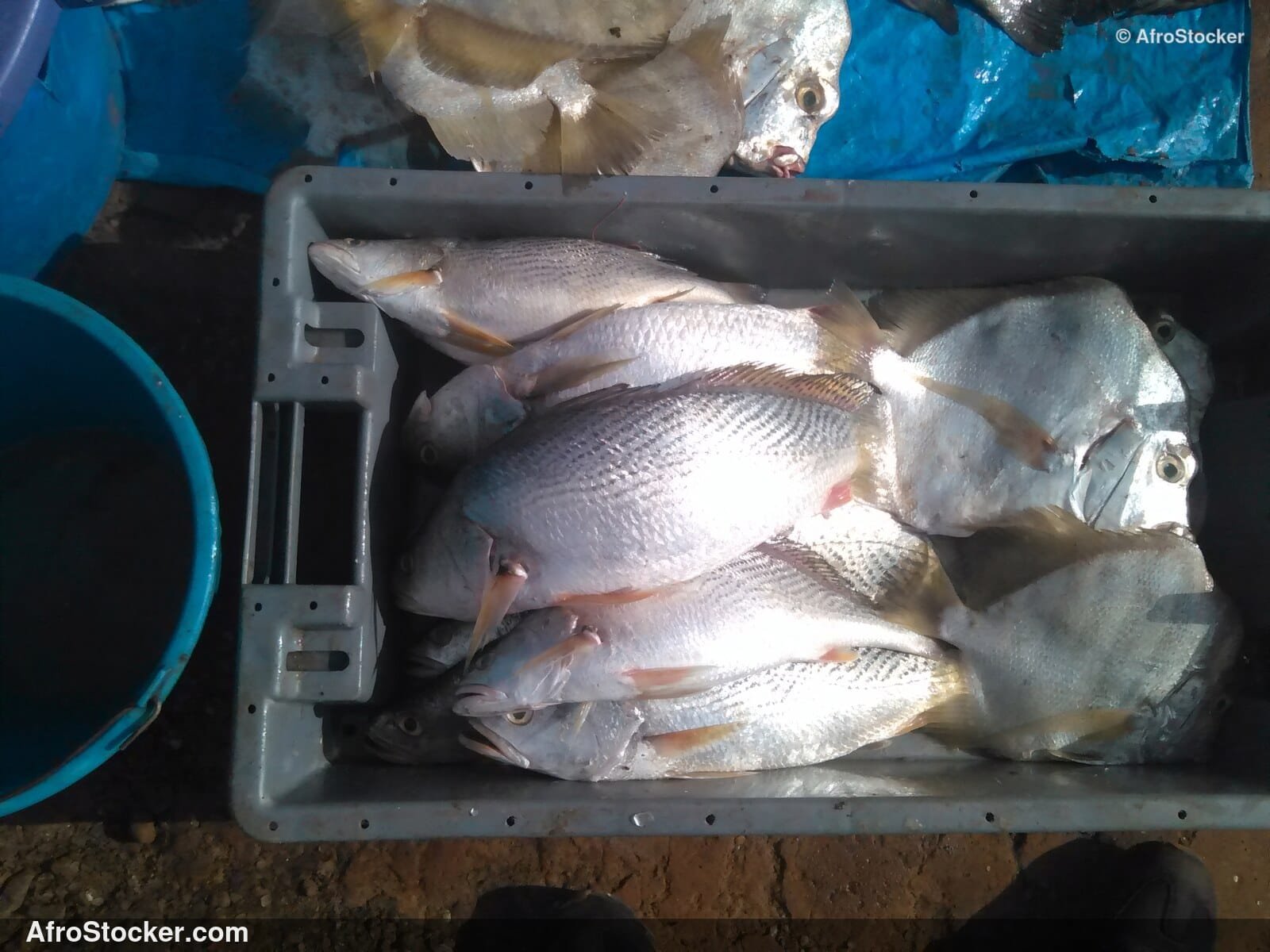 Fish Trade Traditional Africa / Commerce de Poissons Afrique Traditionnelle | AfroStocker