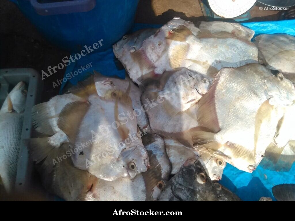 Fish Display Traditional Africa / Étalage de Poissons Afrique Traditionnelle | AfroStocker