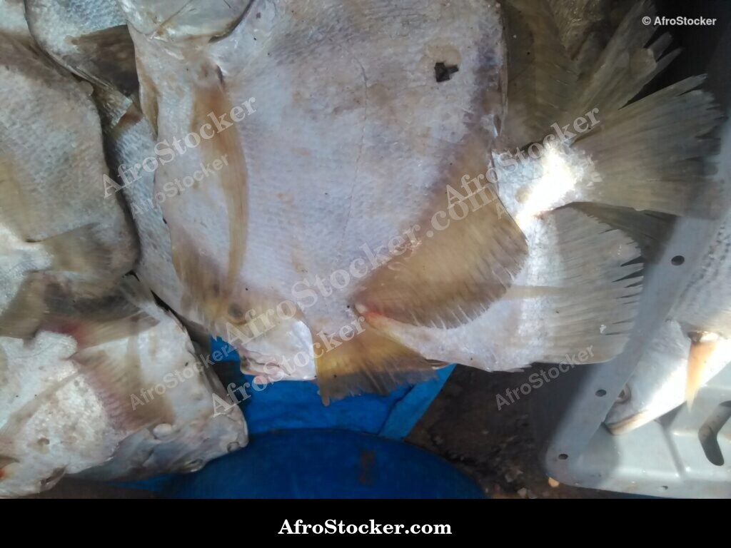 Fish Stall Riverside Africa / Stand de Poissons Afrique Riveraine | AfroStocker