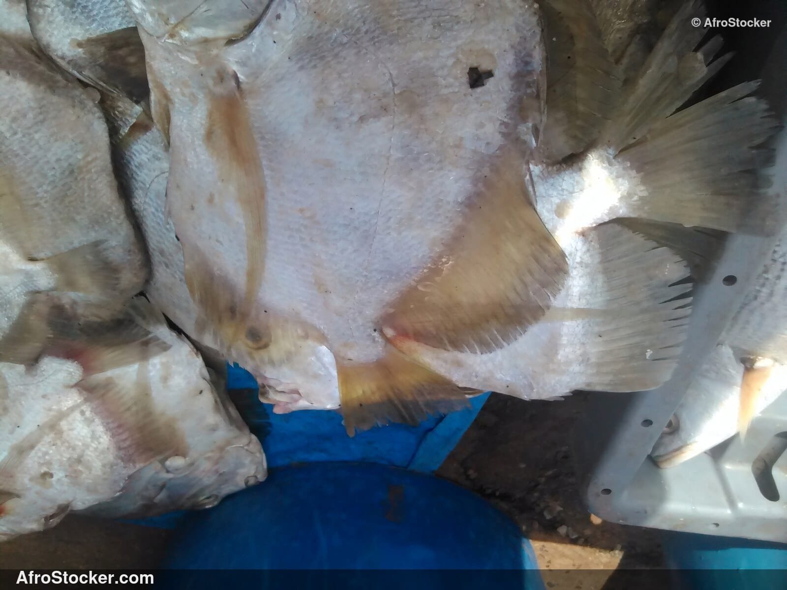 Fish Stall Riverside Africa / Stand de Poissons Afrique Riveraine | AfroStocker
