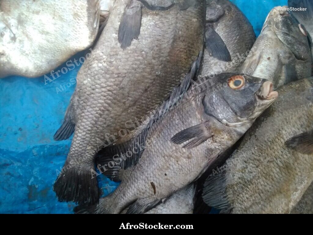 Fish Market West Africa / Marché aux Poissons Afrique de l'Ouest | AfroStocker