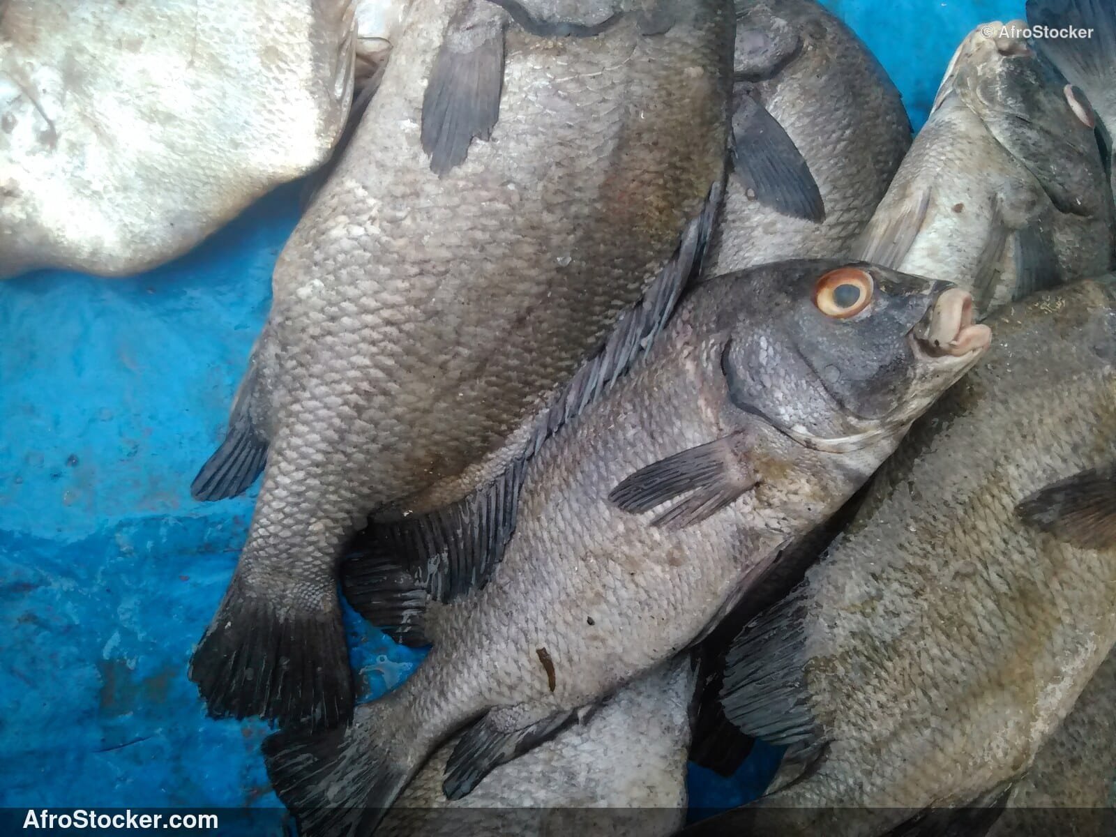 Fish Market West Africa / Marché aux Poissons Afrique de l'Ouest | AfroStocker