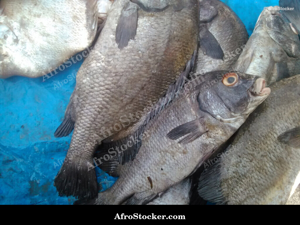 Fish Vendor West Africa / Vendeur de Poissons Afrique de l'Ouest | AfroStocker
