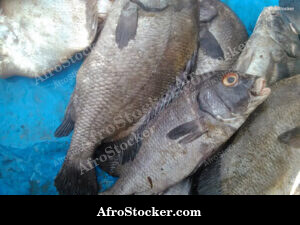 Fish Vendor West Africa - Traditional Setting