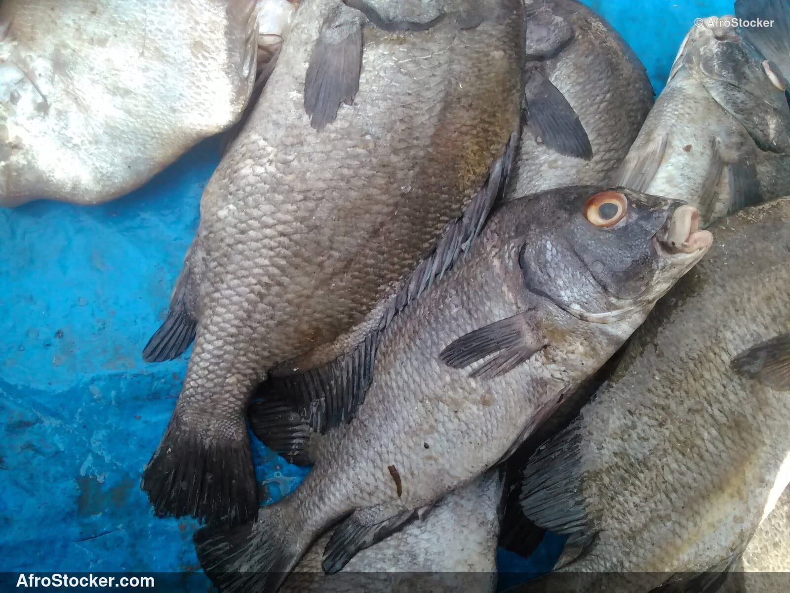 Fish Vendor West Africa / Vendeur de Poissons Afrique de l'Ouest | AfroStocker