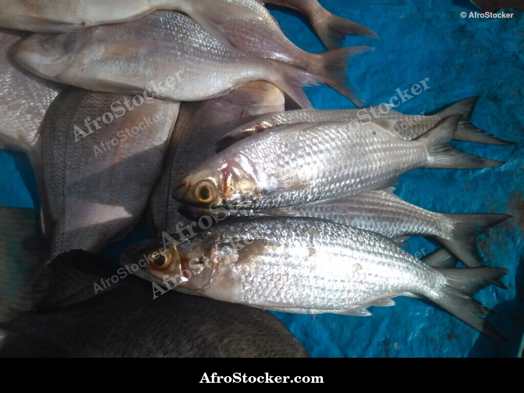 Fish Trade Coastal Village / Commerce de Poissons Village Côtier | AfroStocker