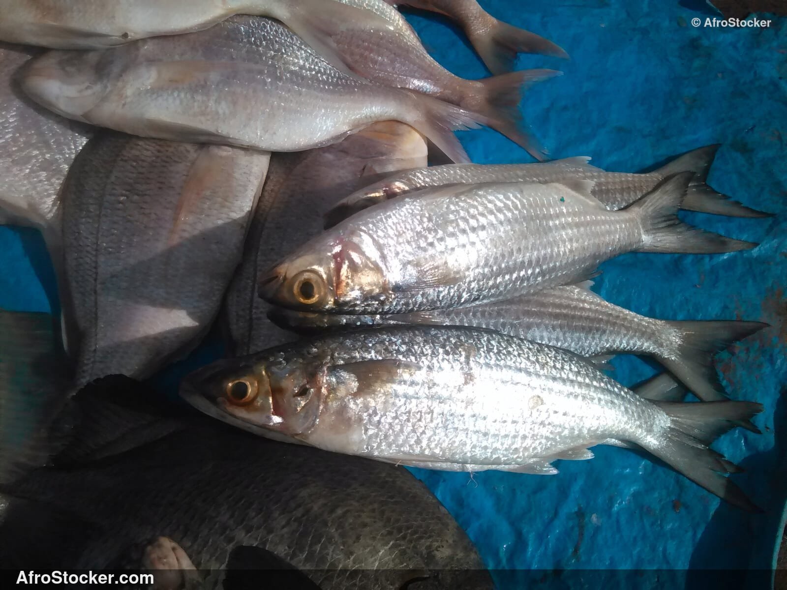 Fish Trade Coastal Village / Commerce de Poissons Village Côtier | AfroStocker