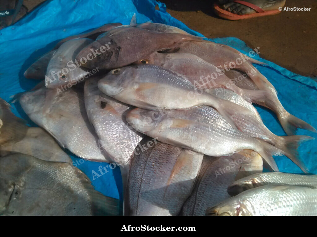 Fish Display Coastal Village / Étalage de Poissons Village Côtier | AfroStocker