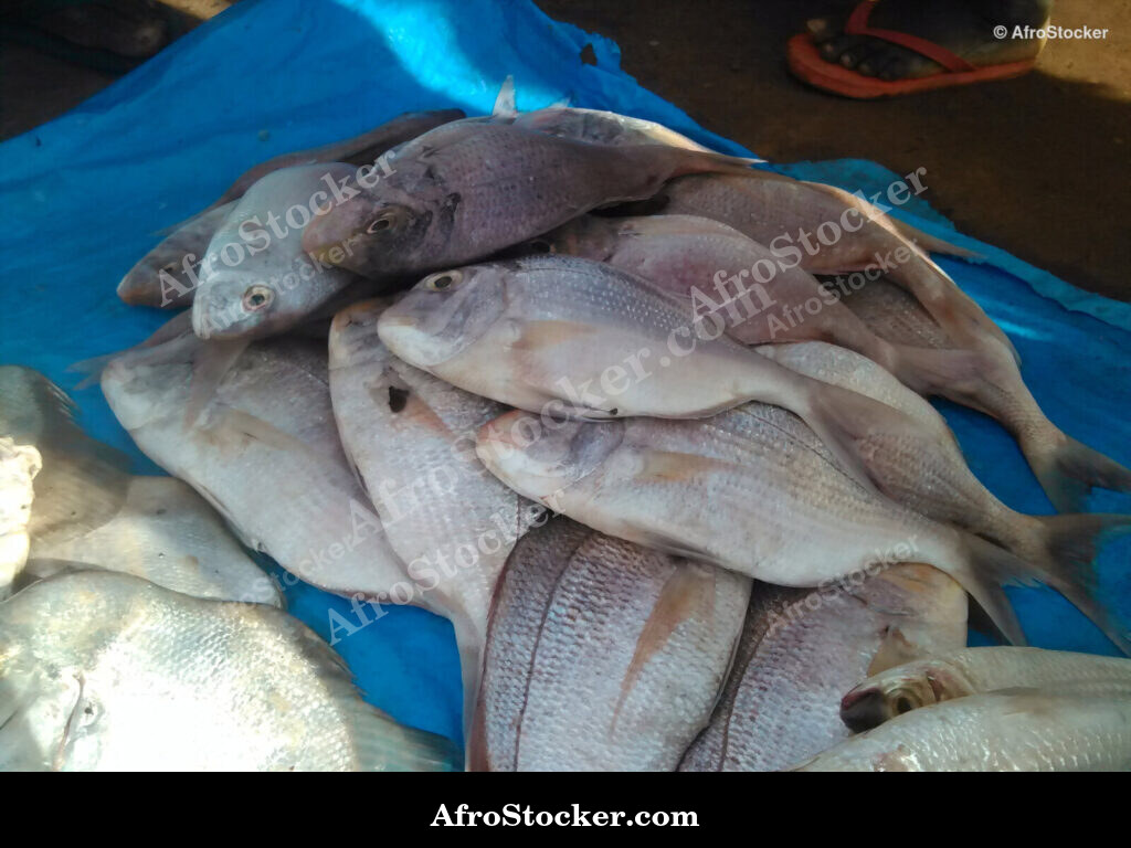 Fish Stall Coastal Village / Stand de Poissons Village Côtier | AfroStocker