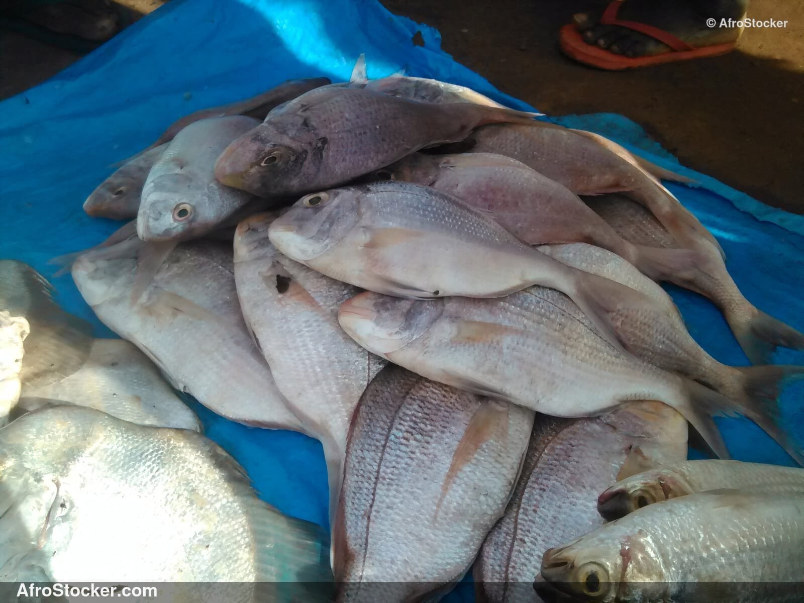 Fish Stall Coastal Village / Stand de Poissons Village Côtier | AfroStocker