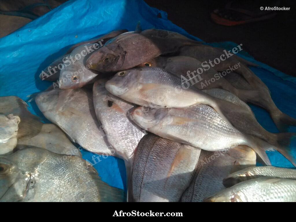 Fish Seller African Market / Marchand de Poissons Marché Africain | AfroStocker