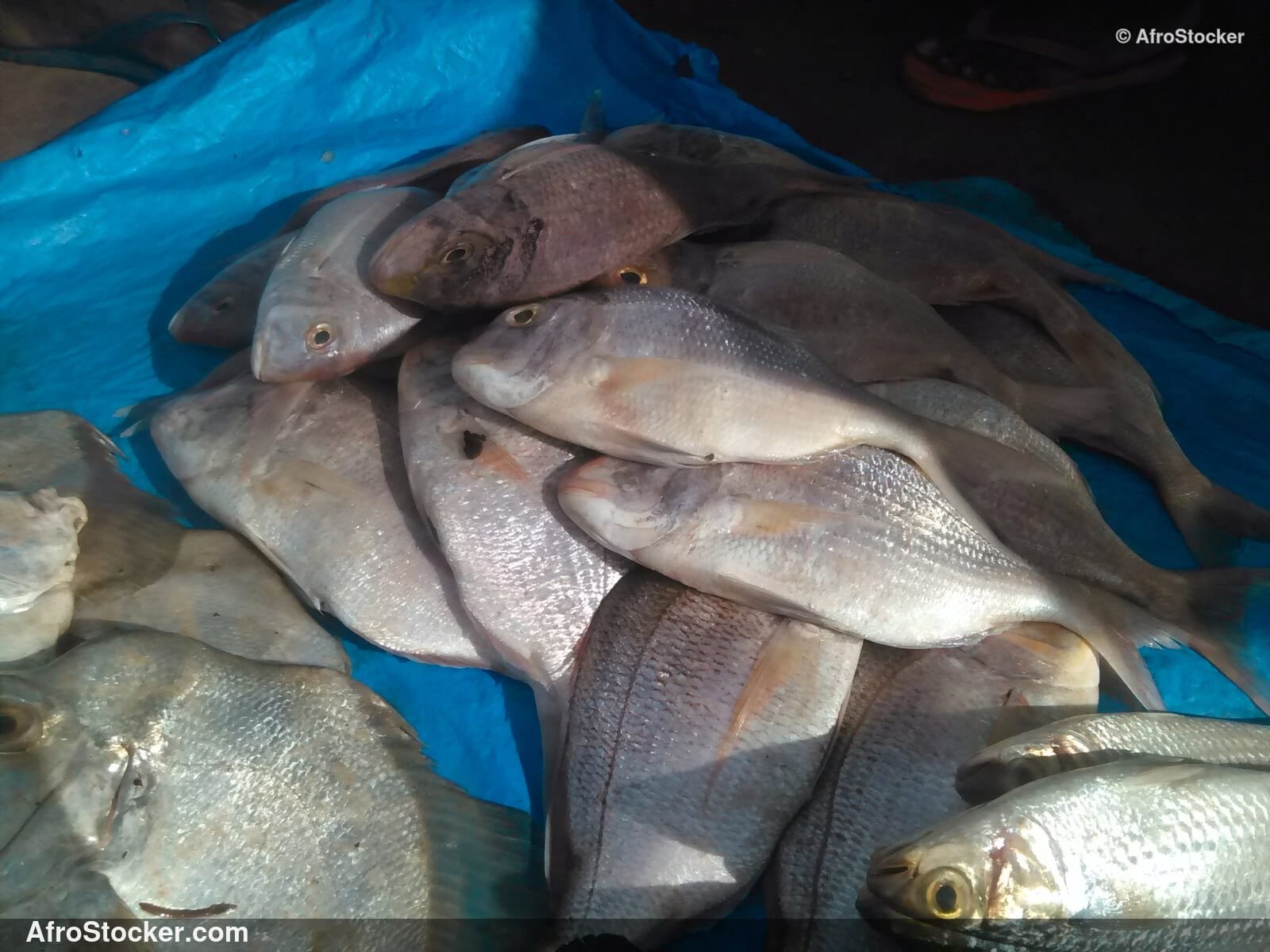 Fish Seller African Market / Marchand de Poissons Marché Africain | AfroStocker