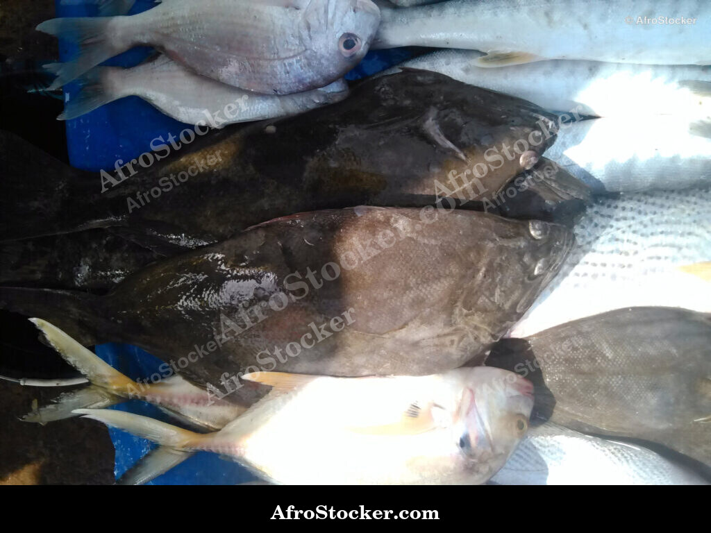 Fish Vendor Local Market / Vendeur de Poissons Marché Local | AfroStocker