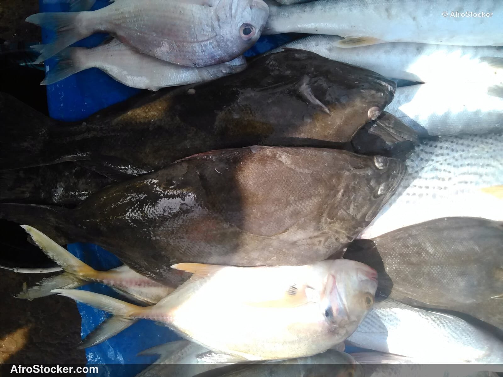 Fish Vendor Local Market / Vendeur de Poissons Marché Local | AfroStocker