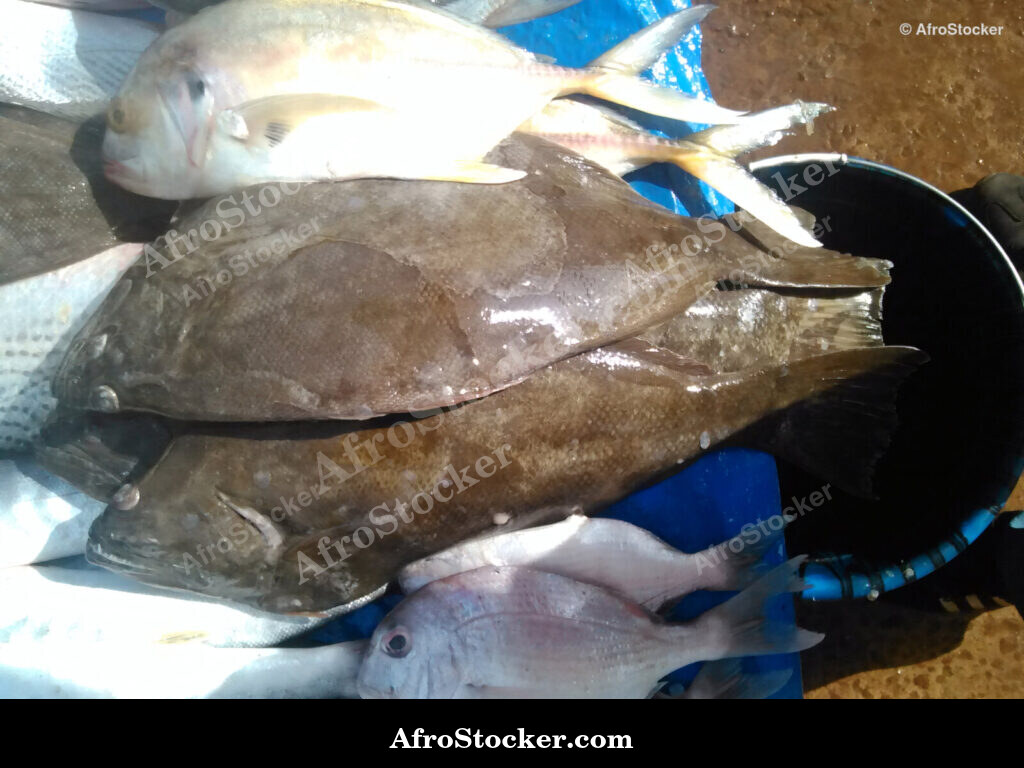 Fish Catch Local Market / Pêche Marché Local | AfroStocker