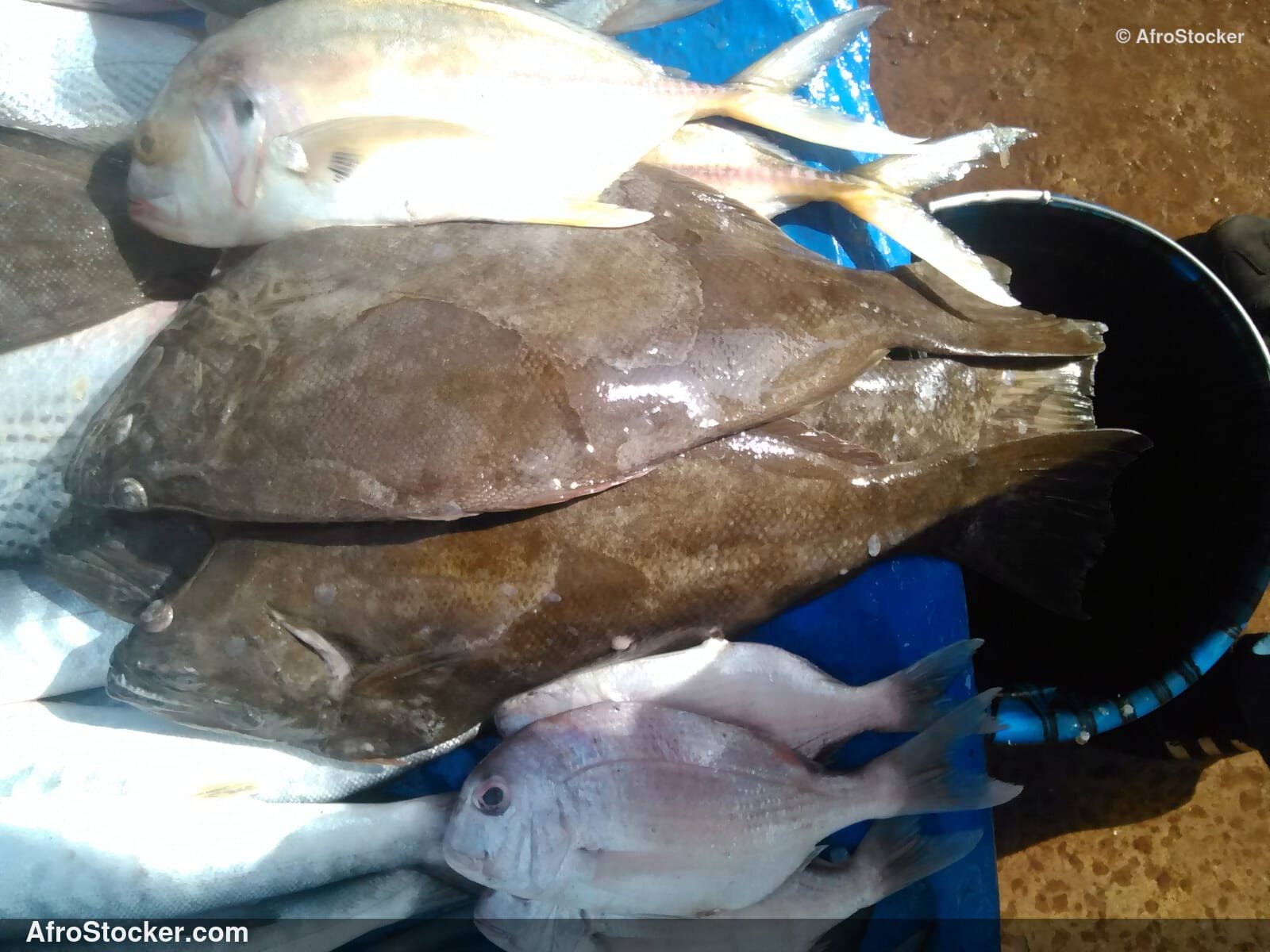 Fish Catch Local Market / Pêche Marché Local | AfroStocker