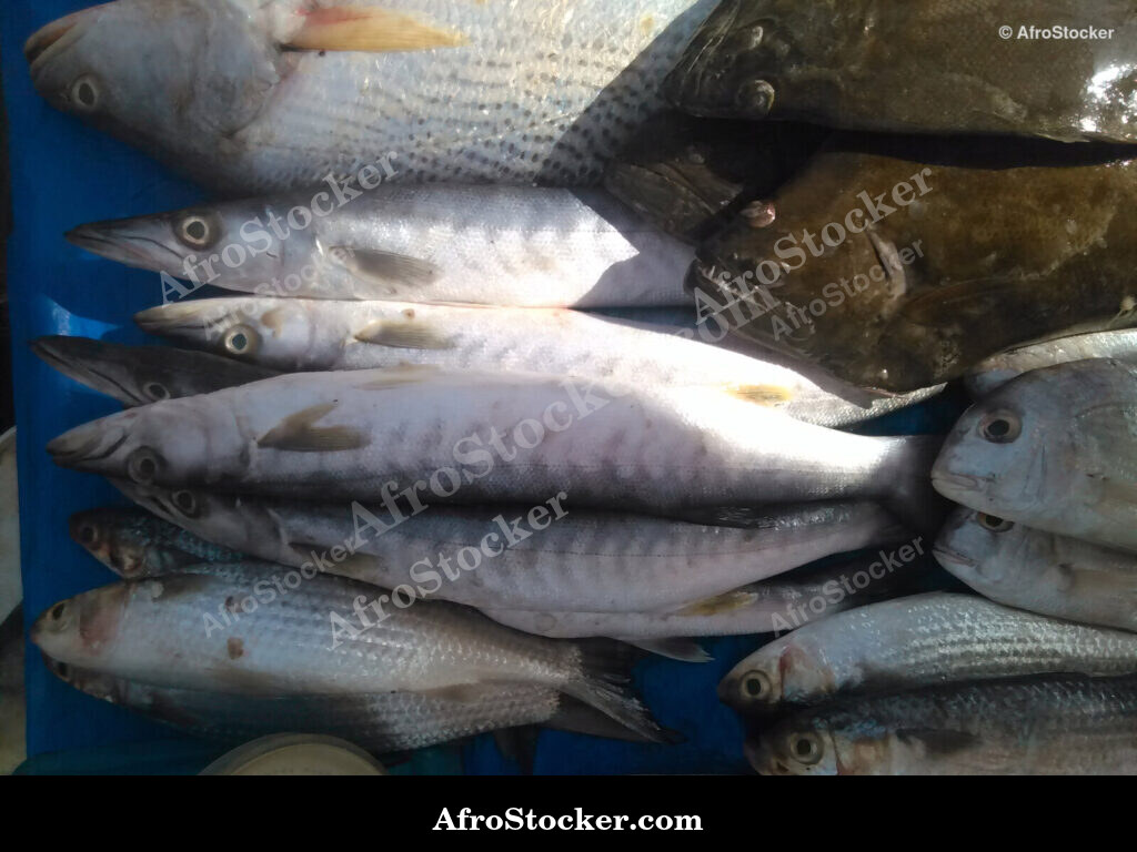 Fish Trade Local Market / Commerce de Poissons Marché Local | AfroStocker