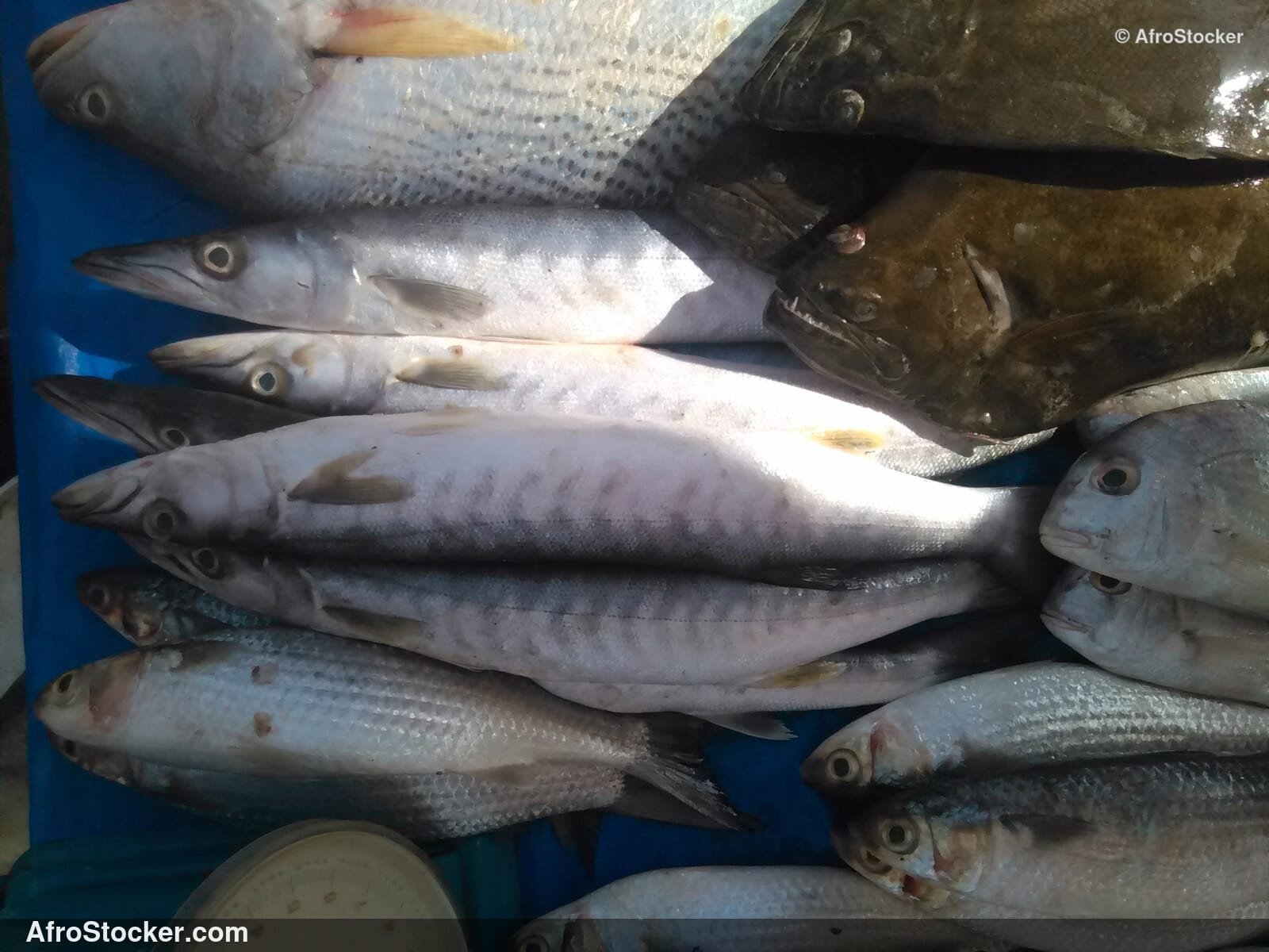 Fish Trade Local Market / Commerce de Poissons Marché Local | AfroStocker