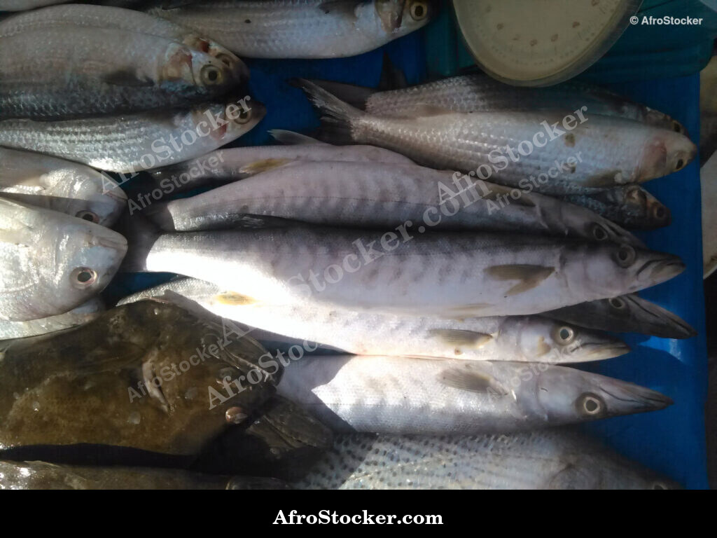 Fish Display Village Market / Étalage de Poissons Marché du Village | AfroStocker