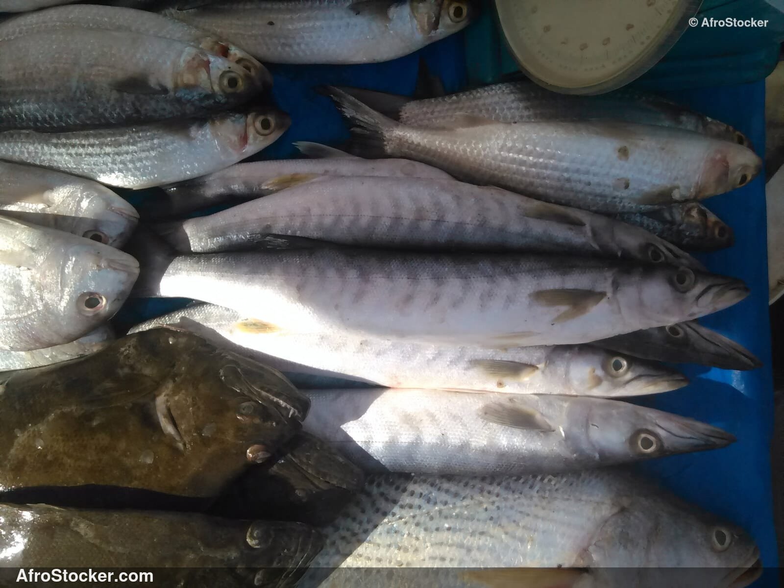 Fish Display Village Market / Étalage de Poissons Marché du Village | AfroStocker