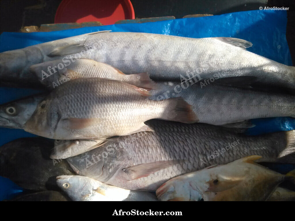Fish Stall Village Market / Stand de Poissons Marché du Village | AfroStocker