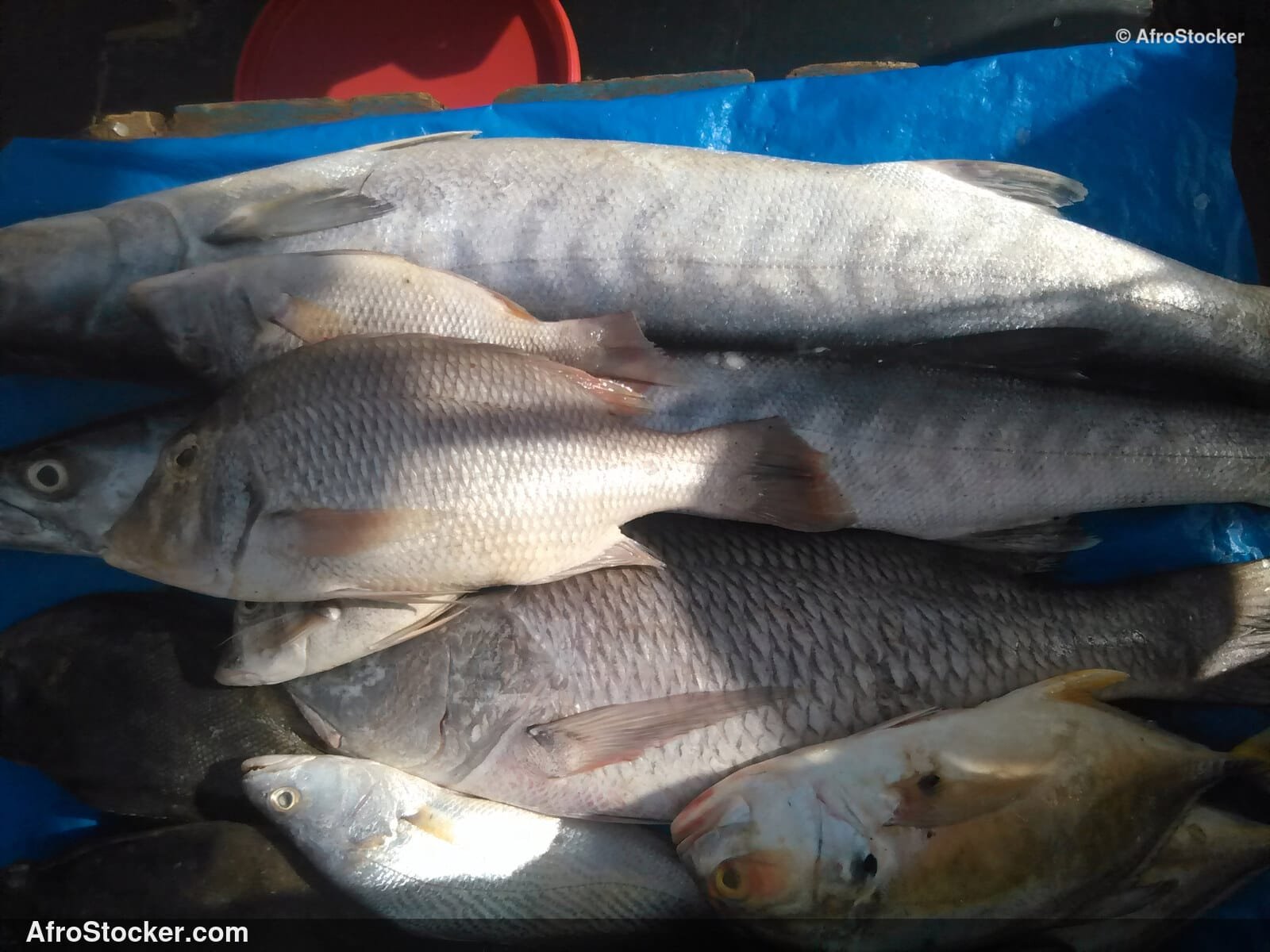 Fish Stall Village Market / Stand de Poissons Marché du Village | AfroStocker