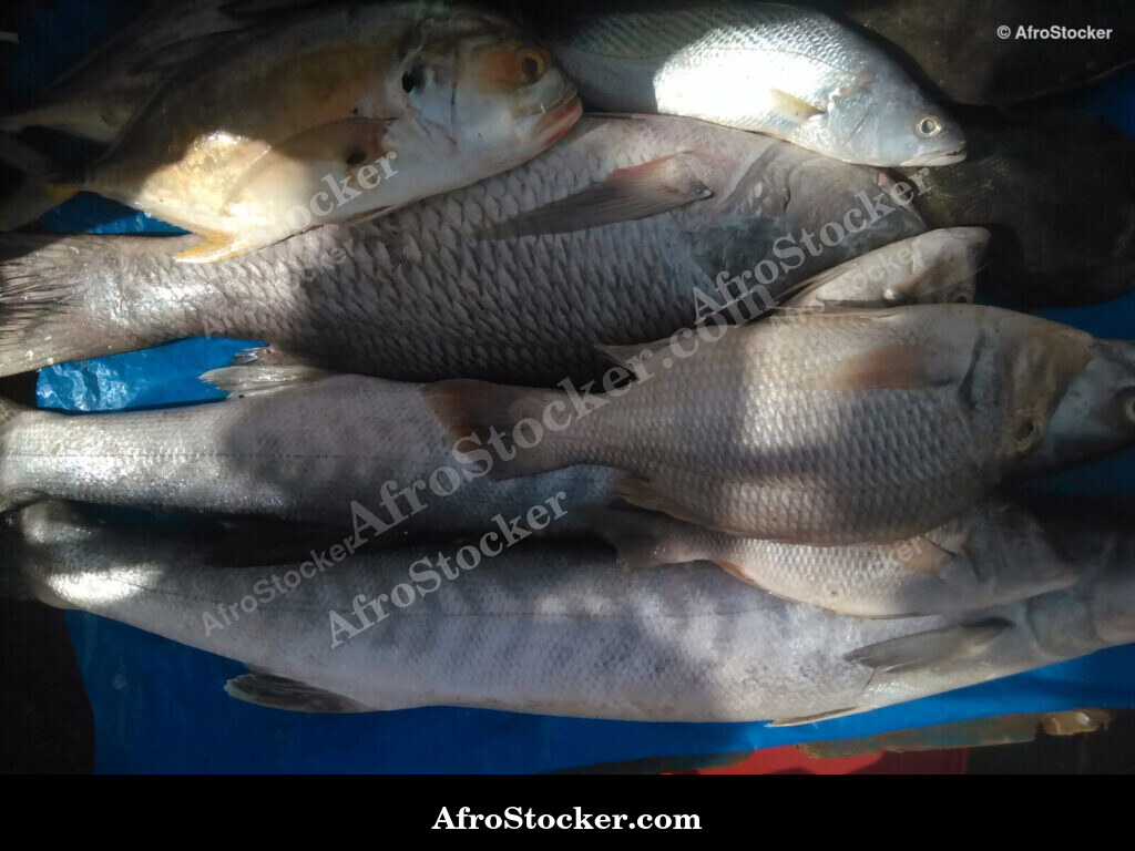 Fish Seller Village Market / Marchand de Poissons Marché du Village | AfroStocker