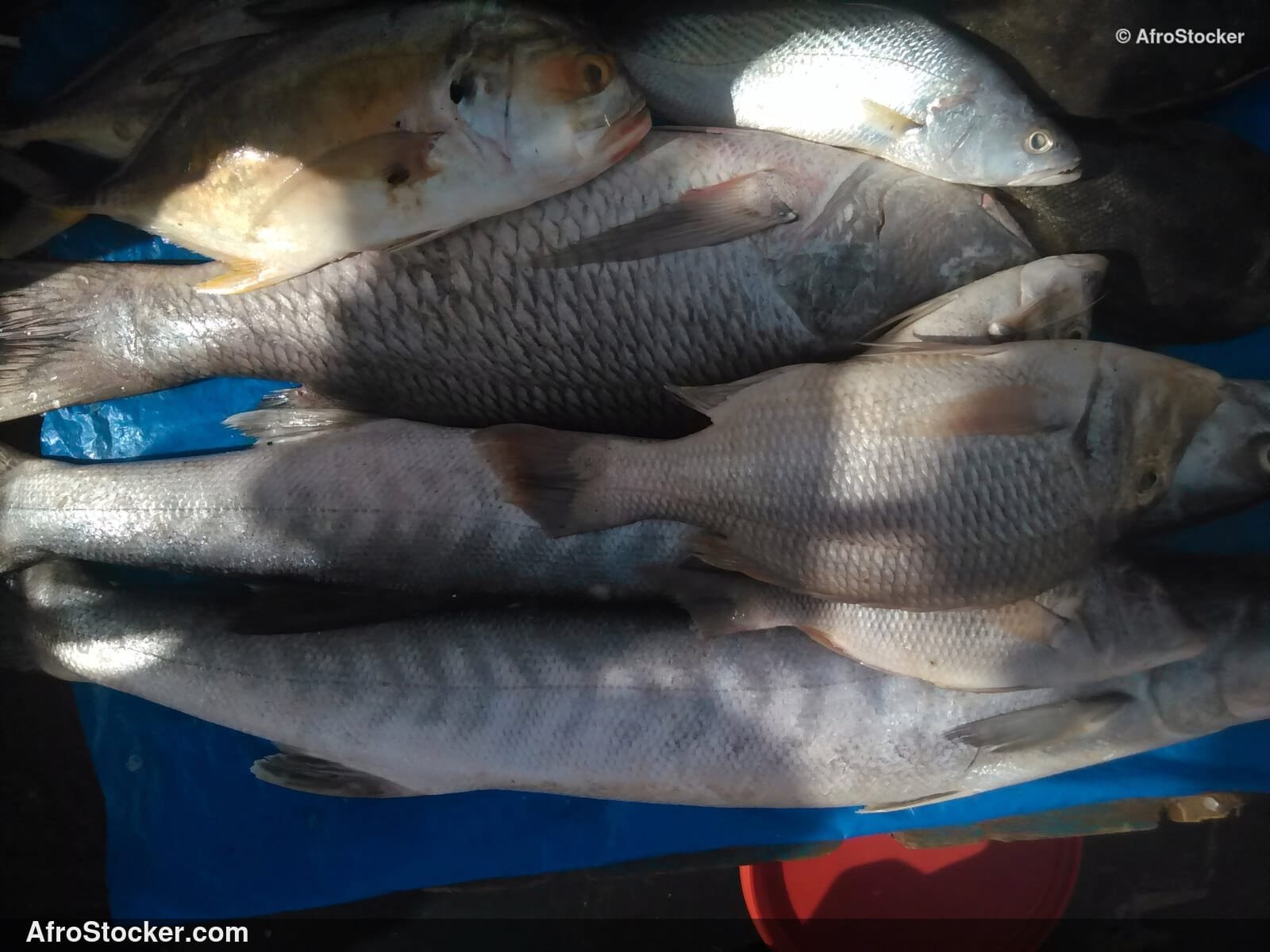 Fish Seller Village Market / Marchand de Poissons Marché du Village | AfroStocker