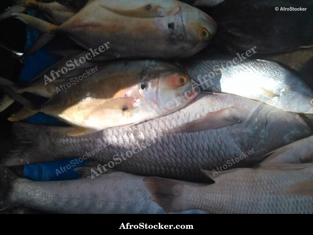 Fresh Fish Seaside Africa / Poissons Frais Afrique Côtière | AfroStocker