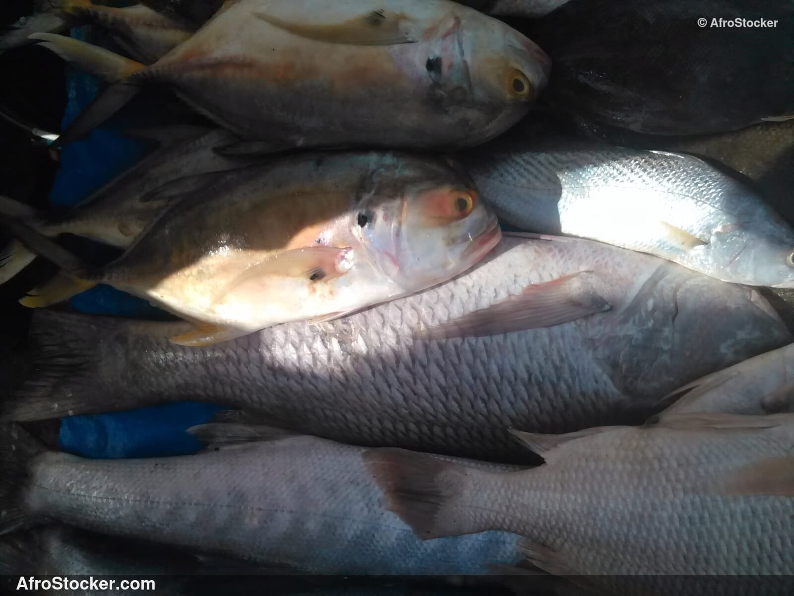 Fresh Fish Seaside Africa / Poissons Frais Afrique Côtière | AfroStocker