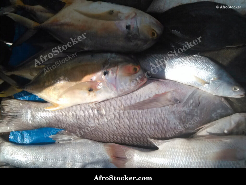 Fish Market Seaside Africa / Marché aux Poissons Afrique Côtière | AfroStocker
