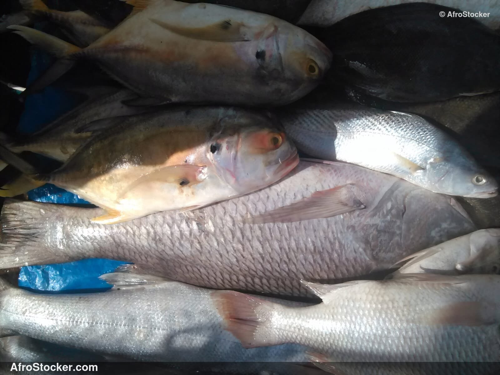 Fish Market Seaside Africa / Marché aux Poissons Afrique Côtière | AfroStocker