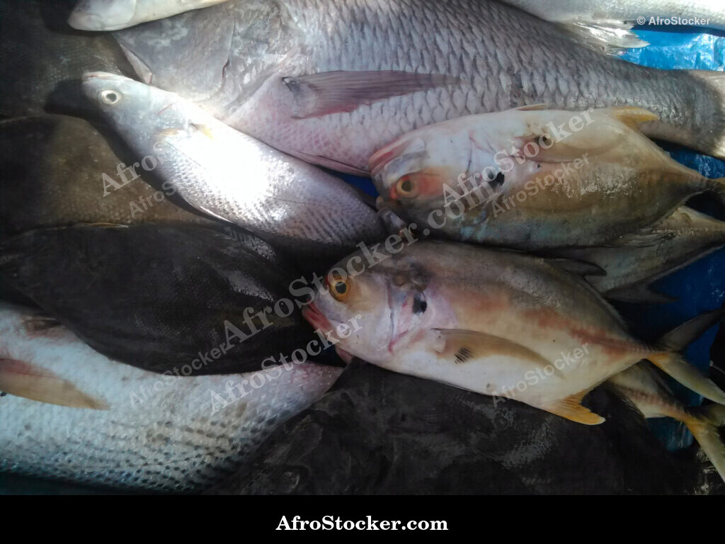 Fish Vendor Seaside Africa / Vendeur de Poissons Afrique Côtière | AfroStocker