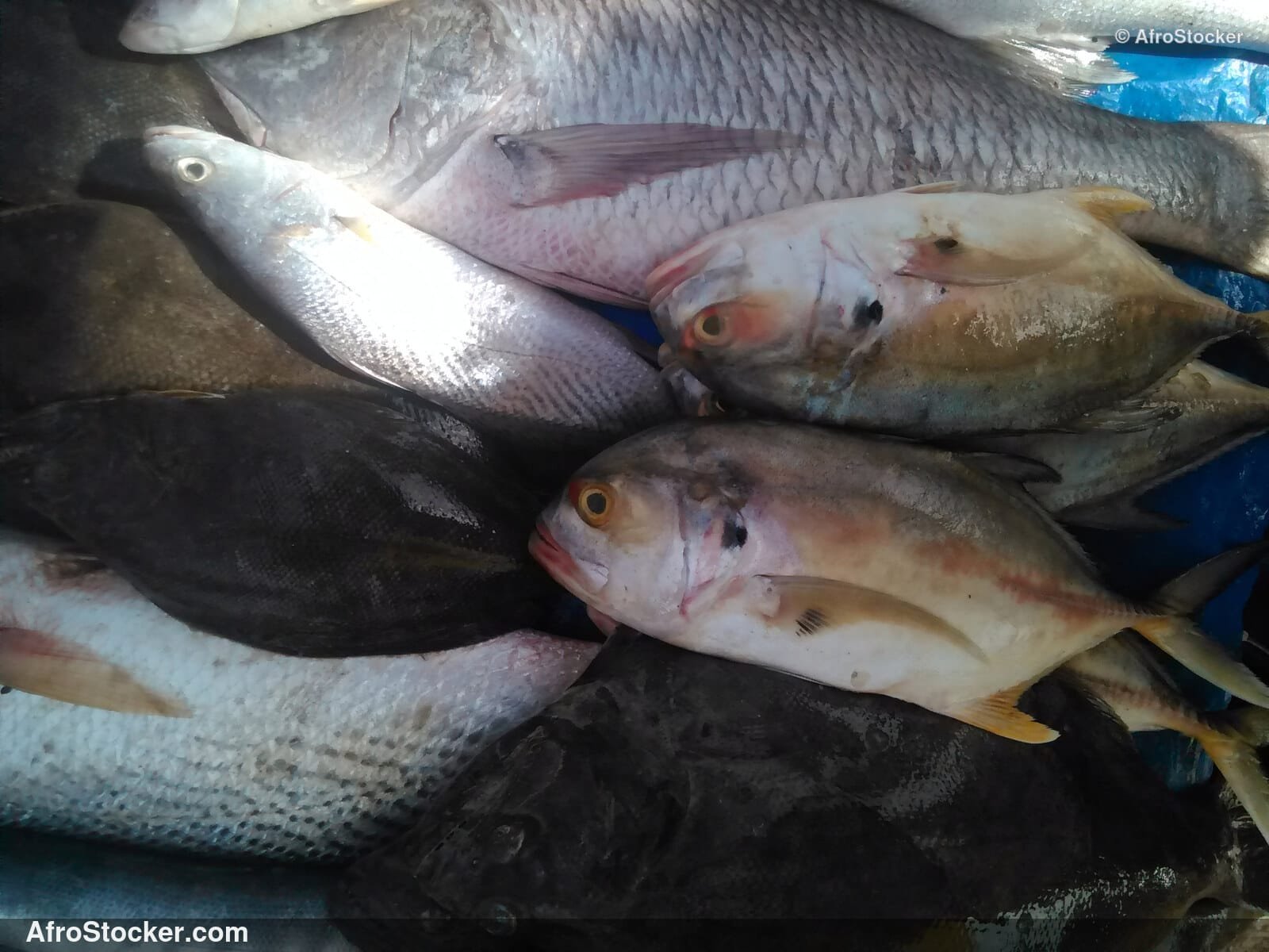 Fish Vendor Seaside Africa / Vendeur de Poissons Afrique Côtière | AfroStocker