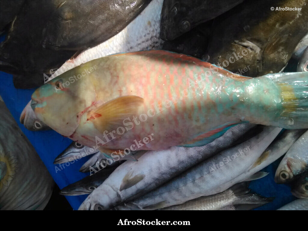 Fish Catch Traditional Africa / Pêche Afrique Traditionnelle | AfroStocker