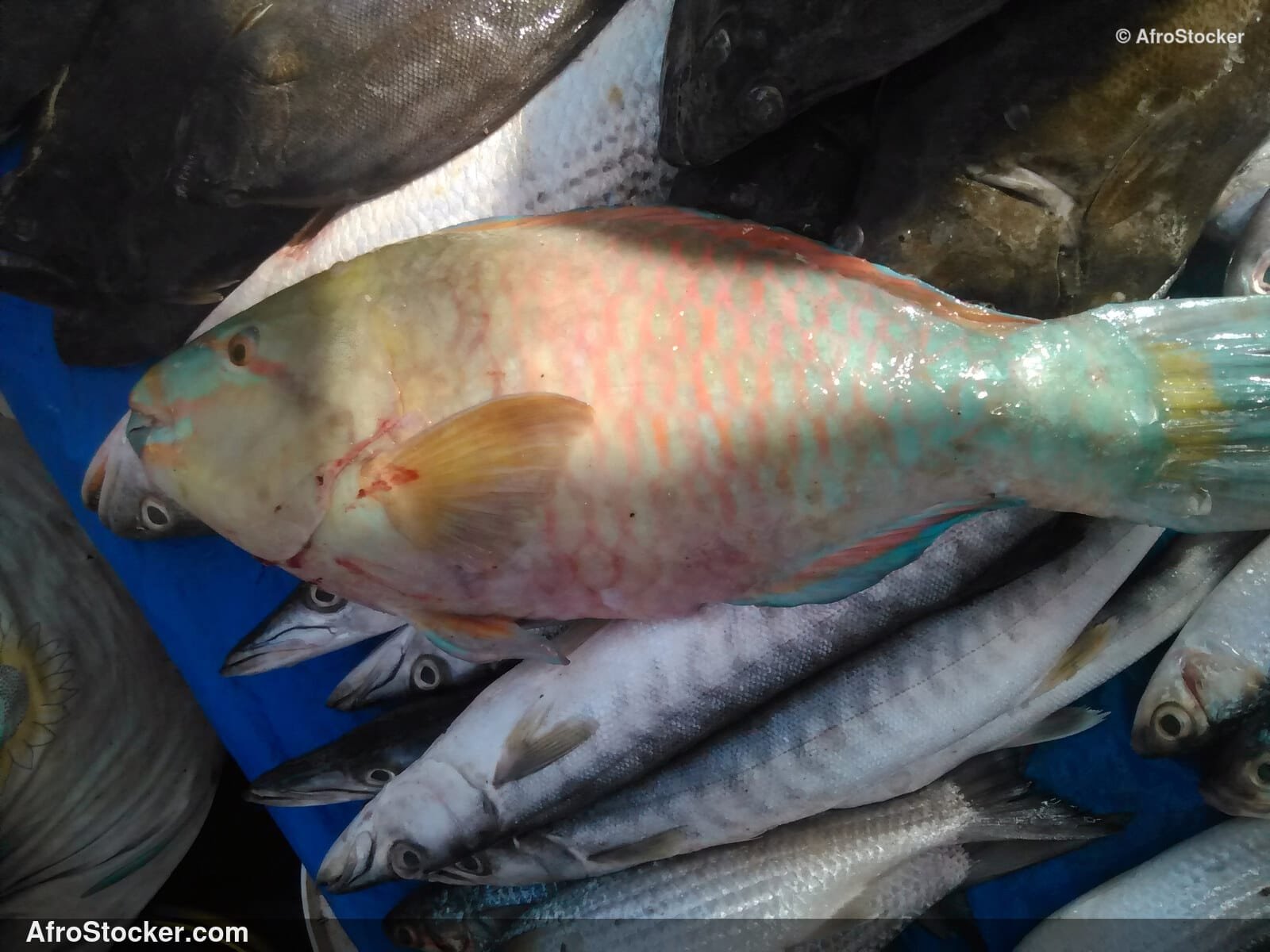 Fish Catch Traditional Africa / Pêche Afrique Traditionnelle | AfroStocker