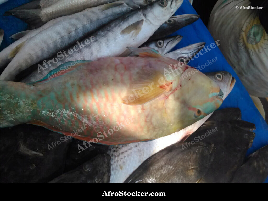 Fish Display Traditional Africa / Étalage de Poissons Afrique Traditionnelle | AfroStocker