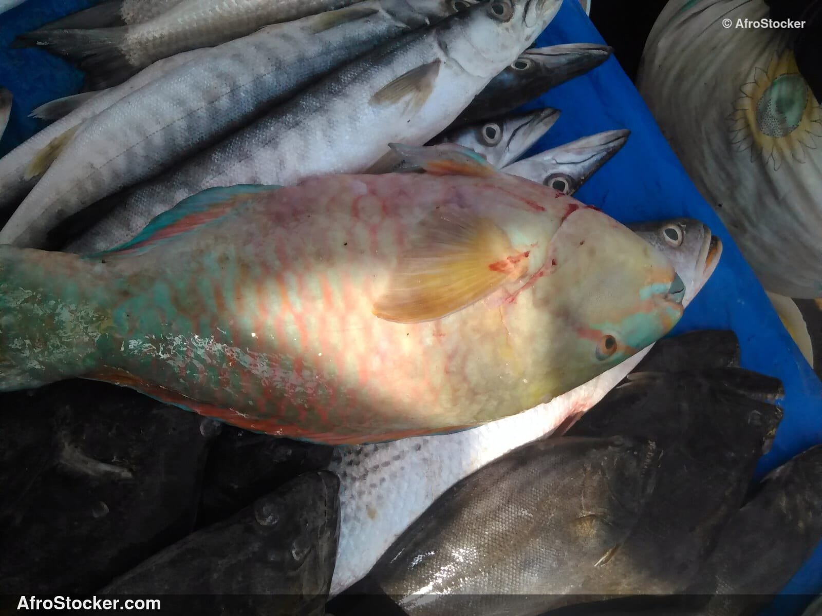 Fish Display Traditional Africa / Étalage de Poissons Afrique Traditionnelle | AfroStocker