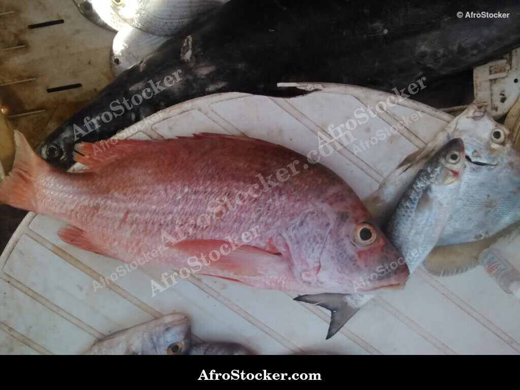 Fish Seller Riverside Africa / Marchand de Poissons Afrique Riveraine | AfroStocker